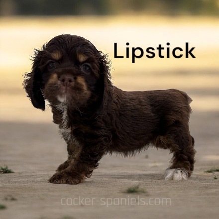 puppy, for, sale, Cocker Spaniel, Joe & Cherri  Overlease, dog, breeder, Miller, MO, dog-breeder, puppy-for-sale, forsale, nearby, find, puppyfind, locator, puppylocator, aca